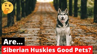 Are Siberian Huskies Good Pet Dogs? Should you get a Siberian Husky?