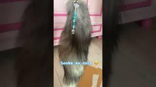 Making a tail accessory￼#therian#tails