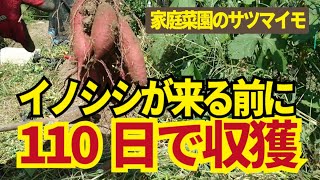 110日でサツマイモ収穫。大きすぎないサツマイモがいいので110日で芋掘りしました。サイズも収量も文句なし。9/19