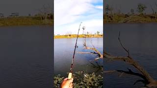 Outback WILD perch (CCC)