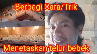 Teori menetaskan telur bebek