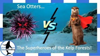 Sea otters (Enhydra lutris) … the superheroes of the kelp forests!