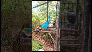 Hanthana International Bird Park😮#subscribe#srilanka#shorts#travel#nature#shots#short#shortvideo