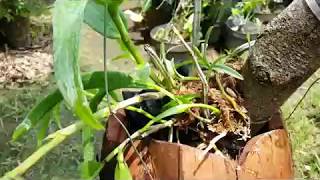 Grow Orchid on the unique hanging basket  - Species Orchid on Coconut Husk