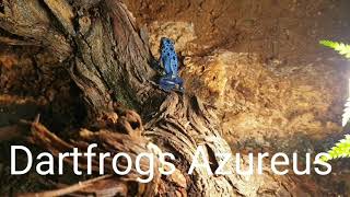 DENDROBATE TINCTORIUS AZUREUS ,, ( BLEU POISON DART FROG )