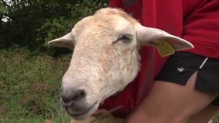 OSSES  |🚒  🐑 Les Pompiers sauvent des brebis - OCCITANIE Bretagne Télé