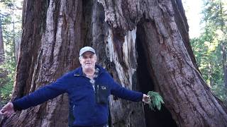 The Giant Sequoia - Calaveras Big Trees State Park