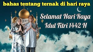 Bahas tentang ayam kampung di hari raya idul fitri