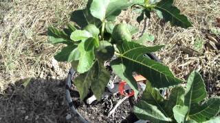 Celeste Fig Fruit Tree Backyard Orchard