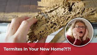 Get Rid of Termites in Your Home