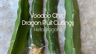 Heated Mat pt. 2 | Planting Voodoo Child Dragon Fruit Cutting