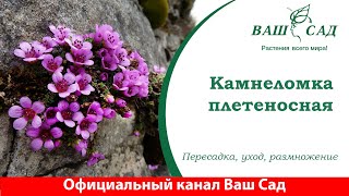 Камнеломка плетеносная (ампельная) - особенности выращивания дома | Ваш сад