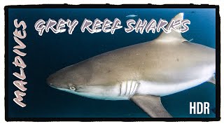 Grey Reef Sharks | A Freedive4u Short