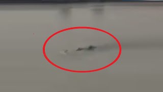 Graban Posible Monstruo en el Rio de una Ciudad 🔴They Record Possible Monster in the River of a City