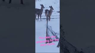 Deer Prepare for the next storm!