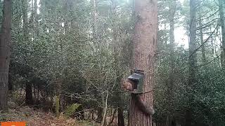 Several red squirrels at the feeder