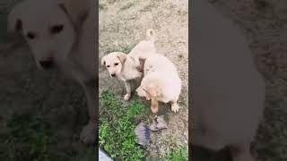 Cute puppies