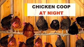 Inside Our Chicken Coop at Night 🐔✨: See How Our Birds Perch! #shorts