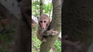 Baby monkeys #youtubeshorts #monkeys #monkeybaby #monkeyvideo