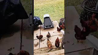 Chickens at my Door