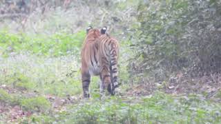 Tiger on the main road at Corbett- March 2022