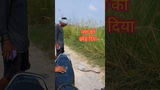 Karyit Snake ko release kiya/#viral/#shorts/#youtubeshorts)#trendingshorts /#trendingnews