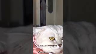 My cat trying to make me fool #shorts #youtubeshorts #trending #tiktok #compilation #viral #status