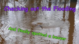 Flooding from the 1/9/24 rain storm in NJ. And beavers!