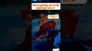 பசுவின் பாசம் .அப்பா சாப்பாடு #கோமாதா #பசு #cow #cowvideos #pets #shorts #appa #மாடு #மாடுவளர்ப்பு