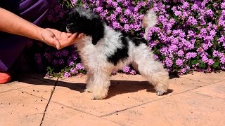 caniche toy arlequin cachorra 3 meses y media