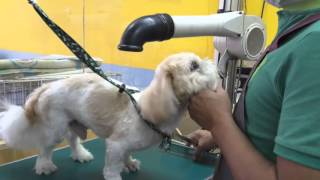 SHIH TZU " ROUGH HAIR CUT " DONE IN 5 MINS @ JY PET SALON