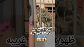 ظهور كائنات غريبه بالشارع مش هتصدق عنيك 😱😱