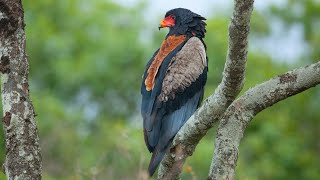 Rare Close Up Footages of Most Colourful Eagle Species on Planet Earth | The Bateleur Eagle