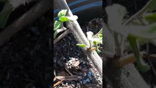 Blue tomato plant