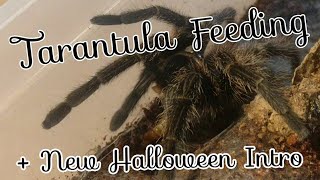 Feeding some Tarantulas and new Halloween intro