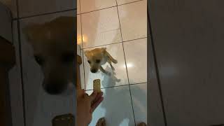 Esse é  nosso cachorro like!!😂 #shorts #dog #cachorro #like #yotube