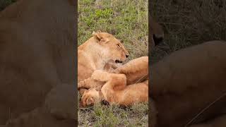 Family Safari Holidays in Africa