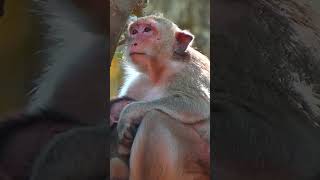 Ep429. Adorable Monkey Has the Cutest Reaction to Meeting a New Friend