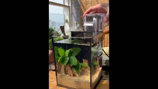 New Aquarium Installation Glass Ideas #tinyfishes #aquaterrarium #shorts