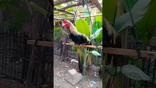 NIH AYAM SENENG BANGET DI GEYONG 😂 #ayam #ayambangkokindonesia #ayamjalu #pecintaayam #ayamkampung