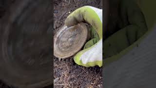 1950s Mason Jar Lid and an old Marble | Bottle Digging #shorts #bottledigging