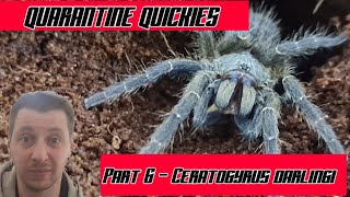 QUARANTINE QUICKIES Part 6 Ceratogyrus Darlingi