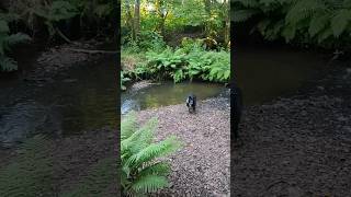 DOGS ON CREEK