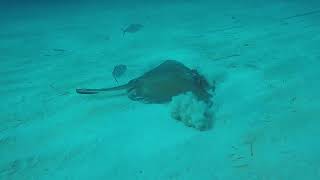 Sting Ray burying itself in the sandy bottom of the ocean in the Bahamas