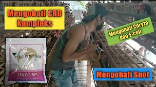 obat ampuh ayam pilek / 3 hari langsung ada perubahan