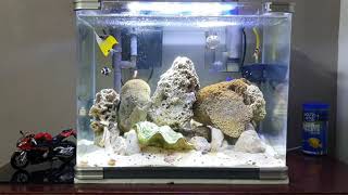 Saltwater Nano Tank 10 gallons