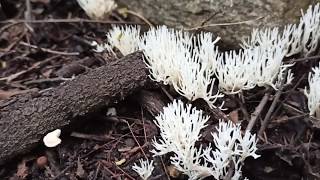 Alguns fungos da Caatinga