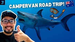 Snorkeling with sharks and turtles! - EPIC Campervan Road Trip Australia Episode #3