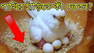 পাখির হাঁড়িতে কী দিতে হবে?Birds nesting material.ডিম না ফোটার কারণ।#বাজরিগার #lovebird #কোকাটেল