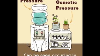 Hydrostatic Pressure Vs  Osmotic Pressure